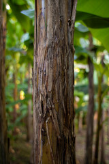 A closeup of a thick tree trunk in a lush green forest