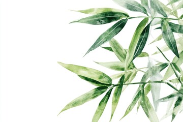 Fototapeta premium Watercolor Bamboo Illustration on White Background, Botanical Drawing of Green Plant Stem and Leaf