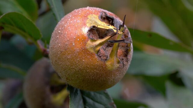 Medlar in natural ambient, ripening (Mespilus germanica) - (4K)