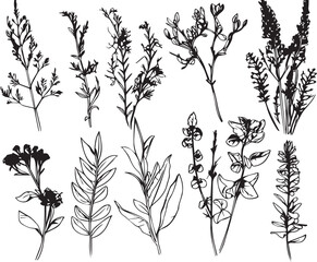 Set plants. Hand drawn vector illustration