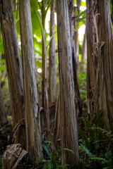 Fototapeta premium A lush and dense forest filled with many trees and various plants