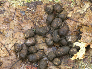 Wild boar poop in the forest