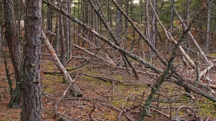 Spooky Forest with Withered Broken Trees Destroyed with Acid Rain and Natural Disaster