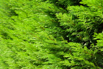 Arbusto de ciprés en seto de jardín