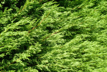Arbusto de ciprés en seto de jardín