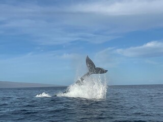 Whale Watching in Maui