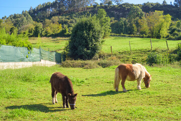 Caballos poni pastando en una parcela de pasto