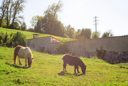 Caballos poni pastando en una parcela verde vallada