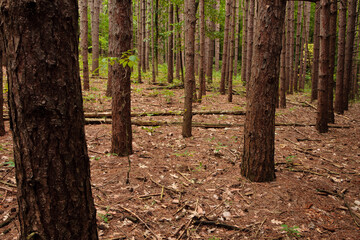 Pine plantation with ash trees growing in its understory within Pike Lake Unit, Kettle Moraine...