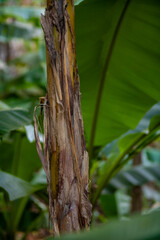 This is a detailed close up image of a banana leaf on a banana tree
