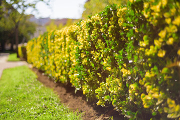Arbusto en seto de jardín público