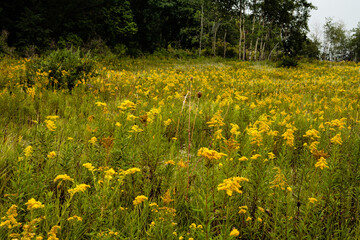 Goldenrod field with distant aspen trees within Pike Lake Unit, Kettle Moraine State Forest, Hartford, Wisconsin