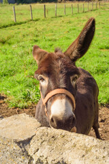 Fototapeta premium Burro en corral tras muro de piedra