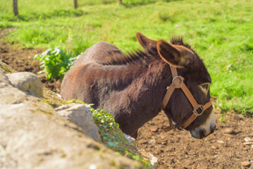 Burro en corral tras muro de piedra