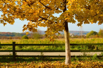 Drzewo z żółtymi liśćmi na tle ogrodzenia i łąki © Anna