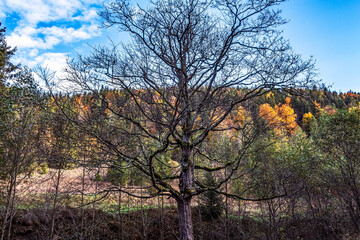 Obraz premium Landscapes - Forest - Europe, Romania, Suceava region