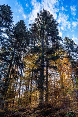 Fototapeta premium Landscapes - Forest - Europe, Romania, Suceava region