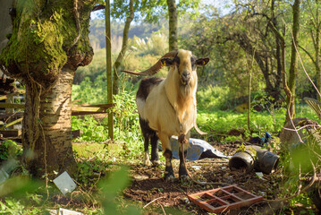 Cabra con cuernos y chivo en finca rural © Darío Peña