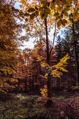 Fototapeta premium Landscapes - Forest - Europe, Romania, Suceava region