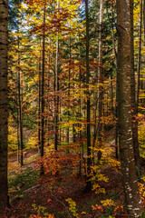 Landscapes - Forest - Europe, Romania, Suceava region