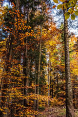 Obraz premium Landscapes - Forest - Europe, Romania, Suceava region