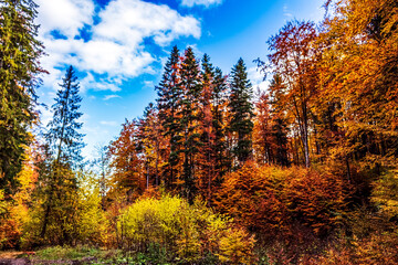 Landscapes - Forest - Europe, Romania, Suceava region
