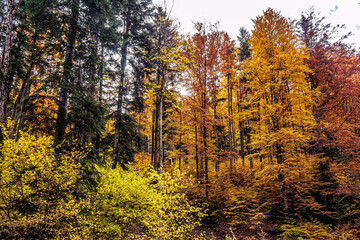 Landscapes - Forest - Europe, Romania, Suceava region