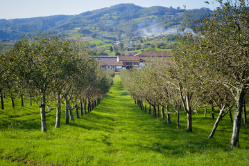 Carril entre mazanos en pomarada en Asturias