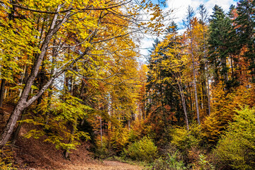 Landscapes - Forest - Europe, Romania, Suceava region