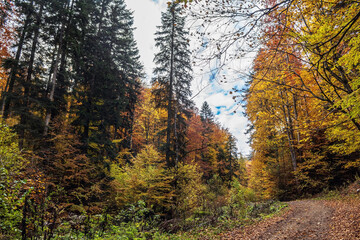 Landscapes - Forest - Europe, Romania, Suceava region