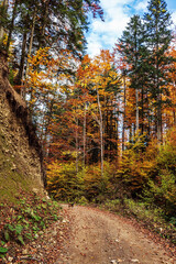 Landscapes - Forest - Europe, Romania, Suceava region