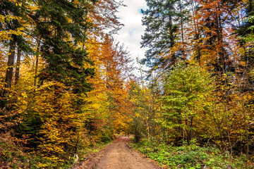 Obraz premium Landscapes - Forest - Europe, Romania, Suceava region