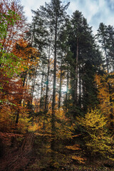 Landscapes - Forest - Europe, Romania, Suceava region