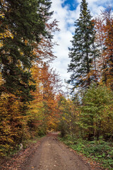 Landscapes - Forest - Europe, Romania, Suceava region