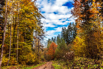 Fototapeta premium Landscapes - Forest - Europe, Romania, Suceava region