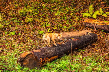 Landscapes - Forest - Europe, Romania, Suceava region