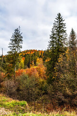 Landscapes - Forest - Europe, Romania, Suceava region