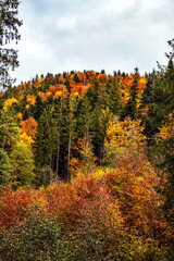 Landscapes - Forest - Europe, Romania, Suceava region