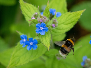 Bumblebee Flying