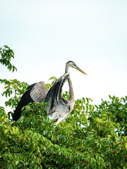 Heron about to take flight