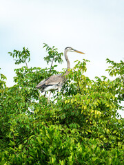 Heron Perched in Tree Branches