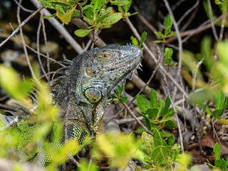 Close-Up of Iguana Resting