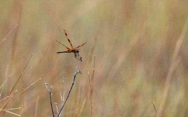Flying Dragonfly Captured in Motion