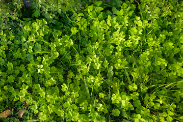 Arbusto de tréboles en suelo de bosque