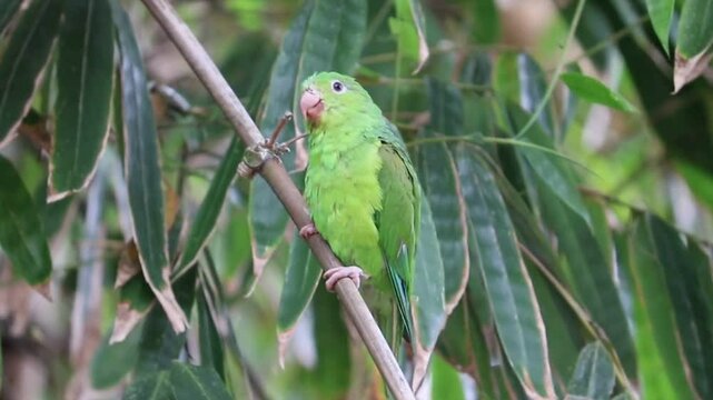 Plain Parakeet Resting on Tree Branch.