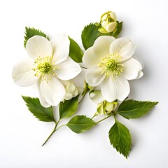 Fototapeta premium Flower concept design idea isolated on a white background