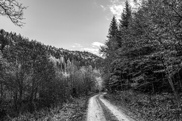 Landscapes - Forest - Europe, Romania, Suceava region
