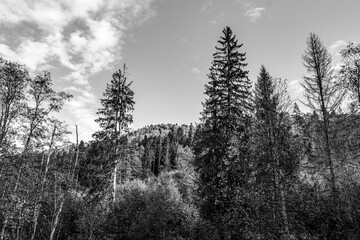 Landscapes - Forest - Europe, Romania, Suceava region
