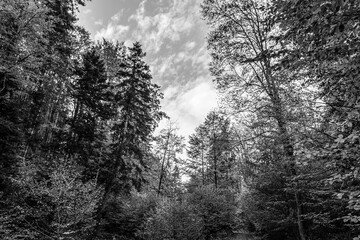 Landscapes - Forest - Europe, Romania, Suceava region