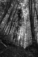 Landscapes - Forest - Europe, Romania, Suceava region